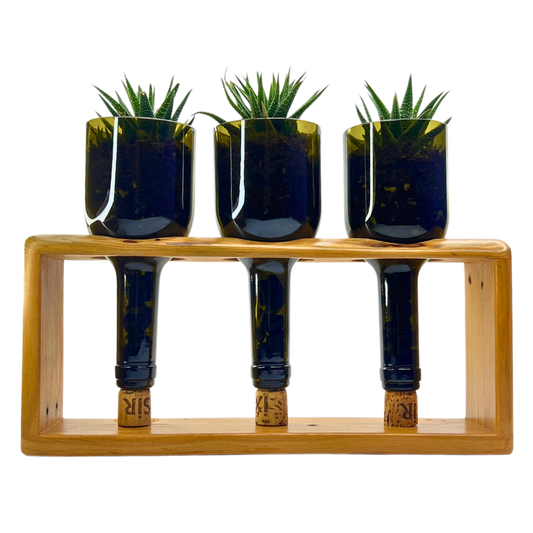 Upcycled Wine Bottle Planters – Glass Terrariums for Sustainable Decor